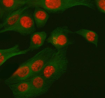 RBM42 Antibody