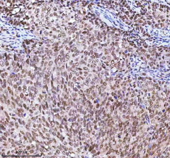 RBM42 Antibody