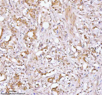 RBM42 Antibody