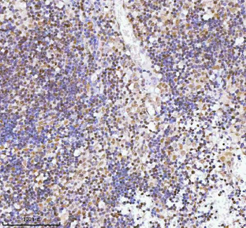 RBM42 Antibody