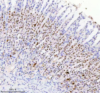 RBM42 Antibody