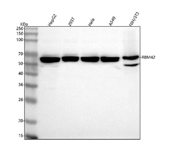 RBM42 Antibody