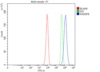 RASSF8 Rabbit Polyclonal Antibody