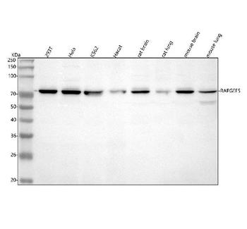 RAPGEF5 Rabbit Polyclonal Antibody