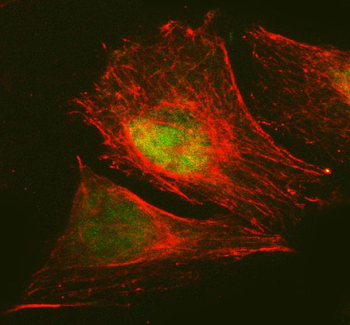 RANBP3 Rabbit Polyclonal Antibody