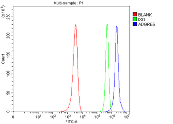 ADGRE5 Rabbit Polyclonal Antibody