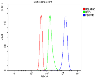 SQRDL/SQOR Rabbit Polyclonal Antibody