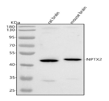 NPTX2 Antibody