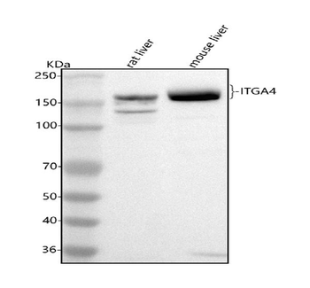 Integrin Alpha 4/Itga4 Rabbit Polyclonal Antibody