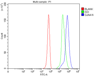 GJA4 Rabbit Polyclonal Antibody