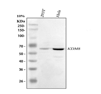 KDM8 Rabbit Polyclonal Antibody