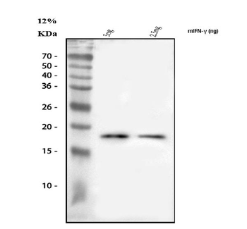 IFN Gamma/Ifng Rabbit Polyclonal Antibody
