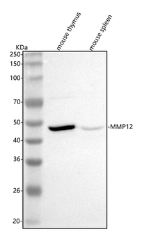 Mmp12 Rabbit Polyclonal Antibody