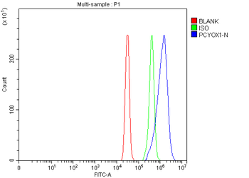 PCYOX1 Rabbit Polyclonal Antibody