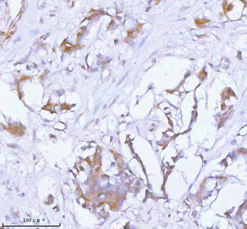 PCYOX1 Rabbit Polyclonal Antibody