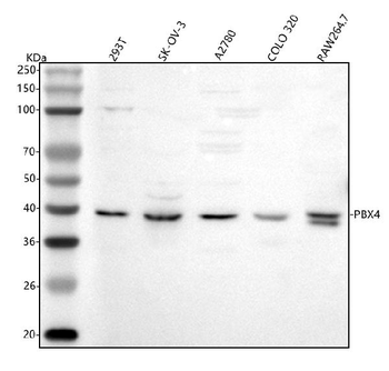 PBX4 Rabbit Polyclonal Antibody