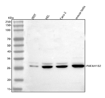 PAFAH1B2 Rabbit Polyclonal Antibody