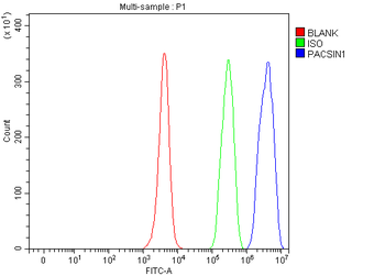 PACSIN1 Antibody