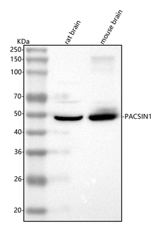 PACSIN1 Antibody