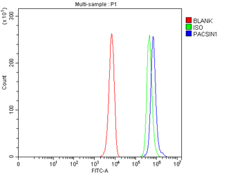 PACSIN1 Antibody
