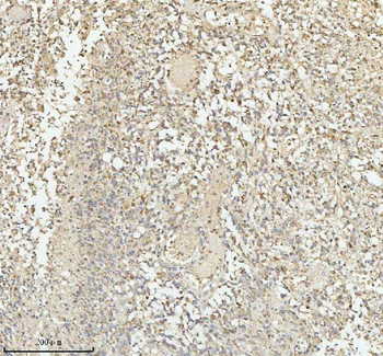 PACSIN1 Antibody