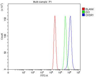 OXSR1 Rabbit Polyclonal Antibody