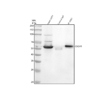OXSR1 Rabbit Polyclonal Antibody