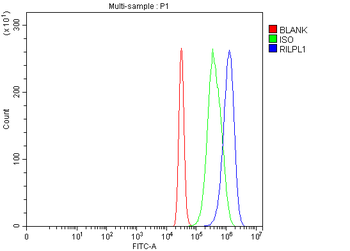 RILPL1 Rabbit Polyclonal Antibody