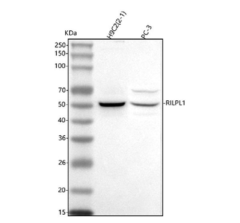 RILPL1 Rabbit Polyclonal Antibody