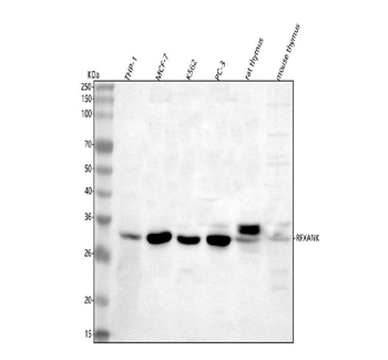 RFXANK Rabbit Polyclonal Antibody