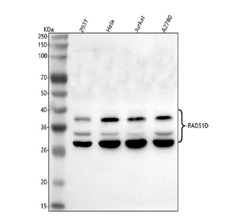 RAD51D Antibody