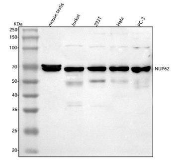 NUP62 Rabbit Polyclonal Antibody