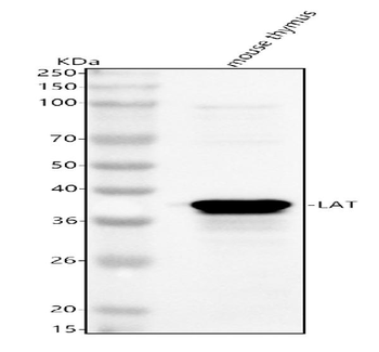 Lat Antibody