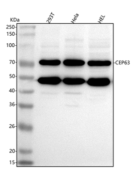 CEP63 Rabbit Polyclonal Antibody