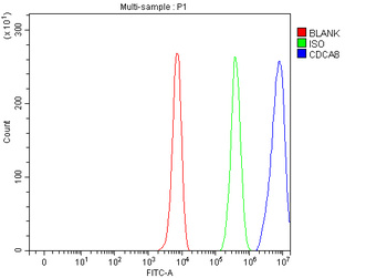 CDCA8 Rabbit Polyclonal Antibody