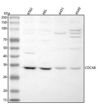 CDCA8 Rabbit Polyclonal Antibody