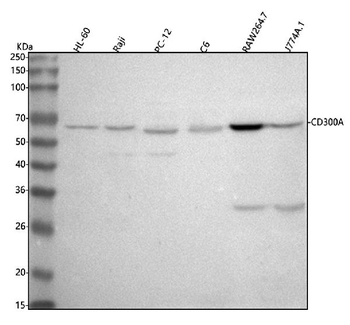 CD300A Rabbit Polyclonal Antibody