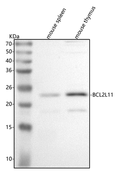 Bim/Bcl2l11 Antibody