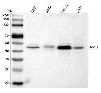 BCCIP Rabbit Polyclonal Antibody
