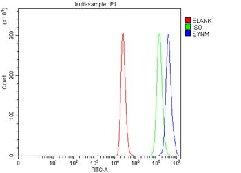 SYNM Rabbit Polyclonal Antibody