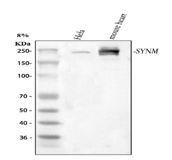 SYNM Rabbit Polyclonal Antibody