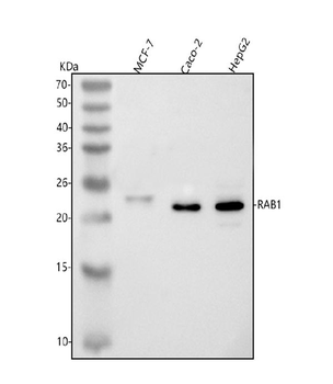 RAB1A Rabbit Polyclonal Antibody