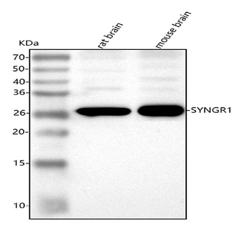 Synaptogyrin 1 Rabbit Polyclonal Antibody