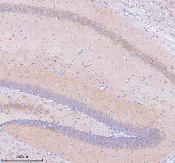 STRIP1 Antibody