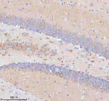 STRIP1 Antibody