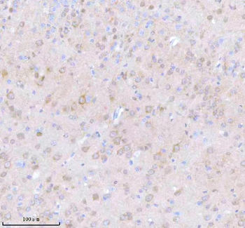 STRIP1 Antibody