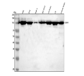 STRIP1 Antibody