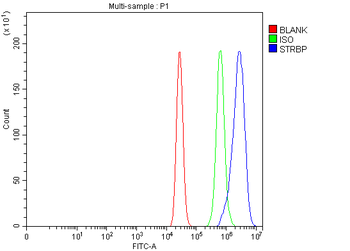 STRBP Rabbit Polyclonal Antibody