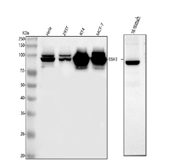 SSH3 Rabbit Polyclonal Antibody