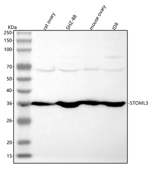 STOML3 Rabbit Polyclonal Antibody